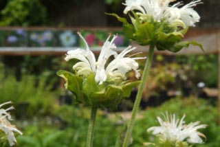 Monarda 'Schneewittchen'  bestellen